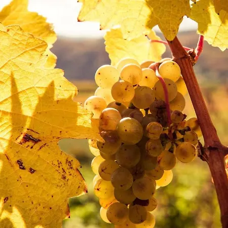 Weinberghof Ilkerl-luf