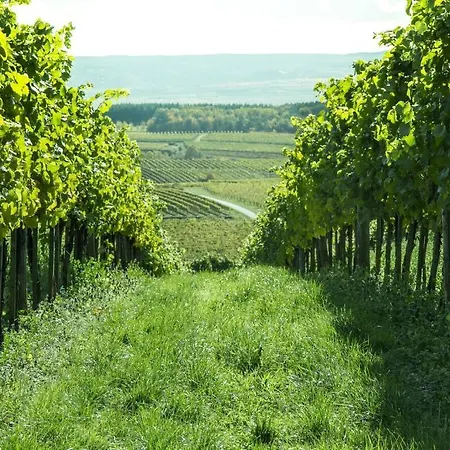 Weinberghof Ilkerl Frühstückspension *
