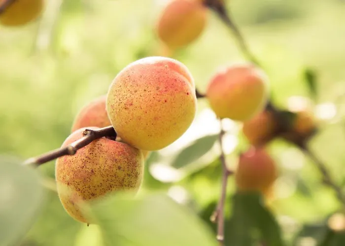 Weinberghof Ilkerl-luf 3*