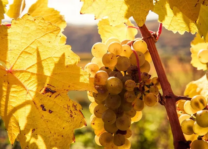 Weinberghof Ilkerl-luf